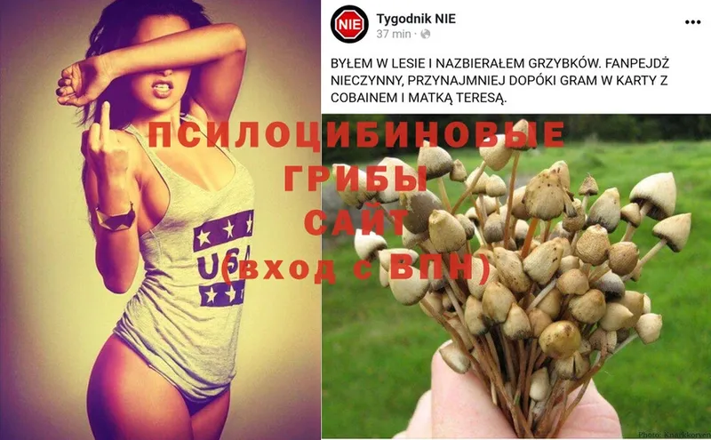 Псилоцибиновые грибы Psilocybe  где купить наркотик  Кущёвская 